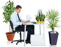 Planten op kantoor